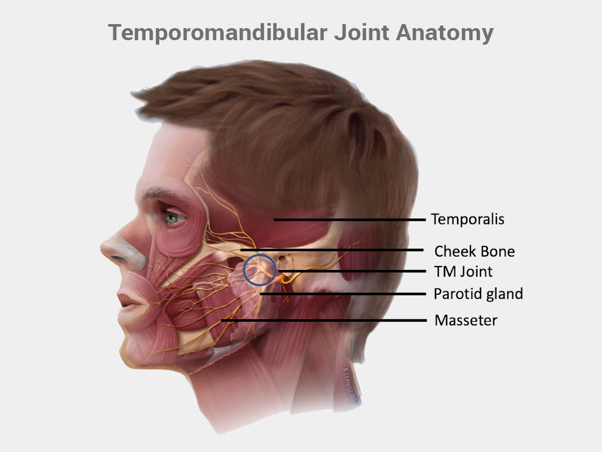 Temporomandibular Joint Anatomy - Orofacial Therapeutics