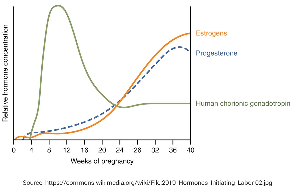 A women's hormonal changes when labor begins
